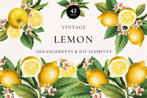 Download Vintage Lemon Citrus Fruits Arrangements - Vintage Collection